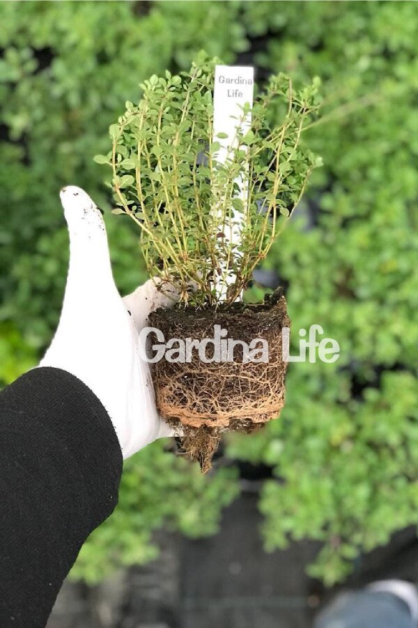 Bahçe Kekiği ( Thymus Vulgaris ) Fredo Strong - 2