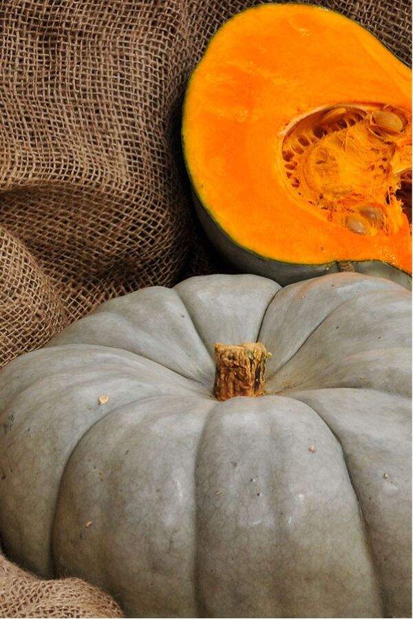 Bal Kabağı Fidesi 5 Adet - Gardina