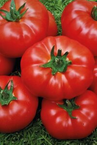 Beef Domates Fidesi ( Iri Etli Domates) 5 Adet - 1