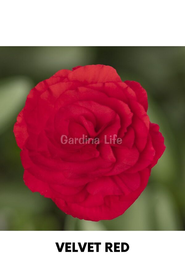 Begonya Çiçeği Fidesi ( Begonia Tuberhybrida) Red 1 Adet - 