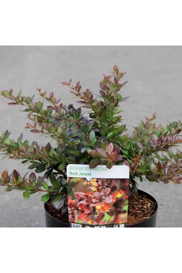Berberis Fidanı Bodur Cins ( Berberis Thunbergii Red Jewel ) - 