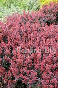 Berberis Fidanı Bodur Cins ( Berberis Thunbergii Red Jewel ) - 1