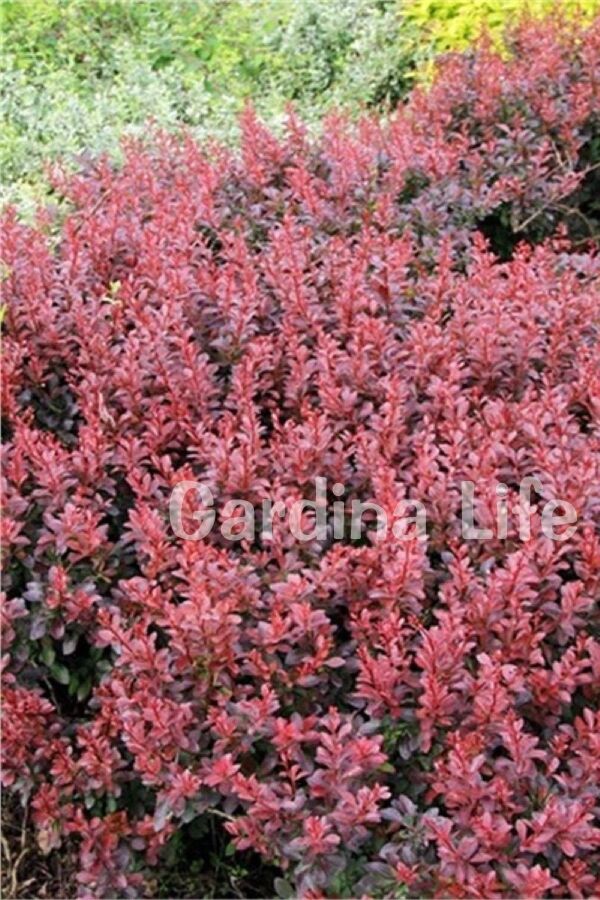 Berberis Fidanı Bodur Cins ( Berberis Thunbergii Red Jewel ) - Gardina