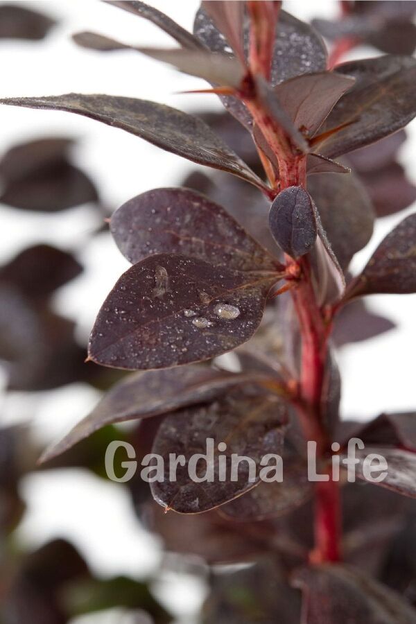 Berberis Fidanı Bodur Cins ( Berberis Thunbergii Red Jewel ) - 3