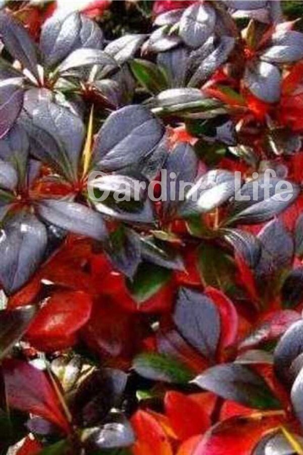 Berberis Fidanı Bodur Cins ( Berberis Thunbergii Red Jewel ) - 4