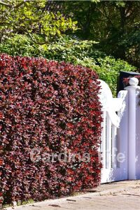 Berberis Fidanı Bodur Cins ( Berberis Thunbergii Red Jewel ) - 5