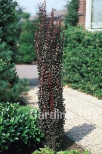 Berberis Fidanı Bodur Cins Kırmızı Sütun ( Berberis Thunbergii Red Rocket ) - 1
