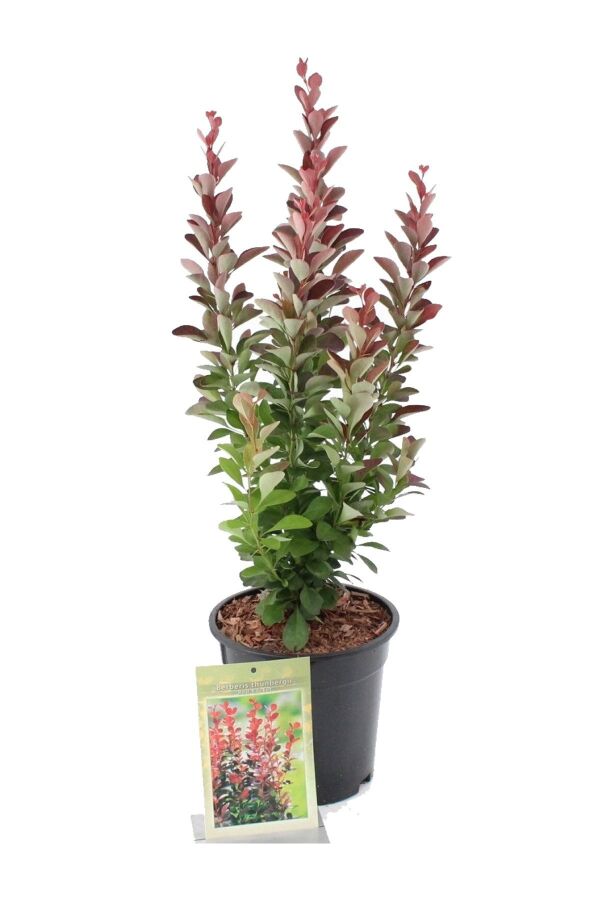 Berberis Fidanı Bodur Cins Kırmızı Sütun ( Berberis Thunbergii Red Rocket ) - 2