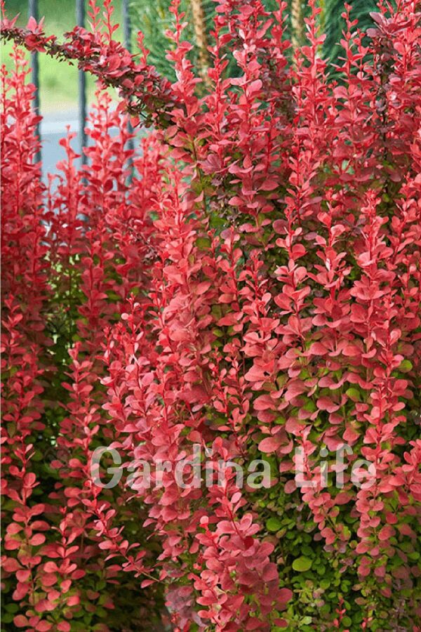 Berberis Fidanı Bodur Cins Kırmızı Sütun ( Berberis Thunbergii Red Rocket ) - 3