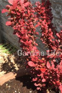 Berberis Fidanı Bodur Cins Kırmızı Sütun ( Berberis Thunbergii Red Rocket ) - 4
