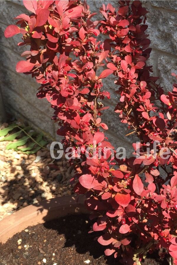 Berberis Fidanı Bodur Cins Kırmızı Sütun ( Berberis Thunbergii Red Rocket ) - 4