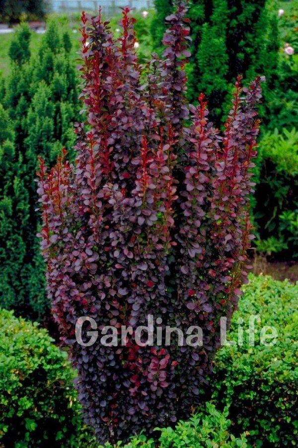 Berberis Fidanı Bodur Cins Kırmızı Sütun ( Berberis Thunbergii Red Rocket ) - 5