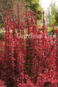 Berberis Fidanı Bodur Cins Kırmızı Sütun ( Berberis Thunbergii Red Rocket ) - 6