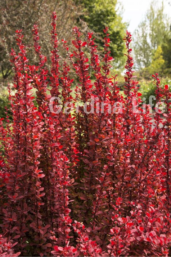Berberis Fidanı Bodur Cins Kırmızı Sütun ( Berberis Thunbergii Red Rocket ) - 6