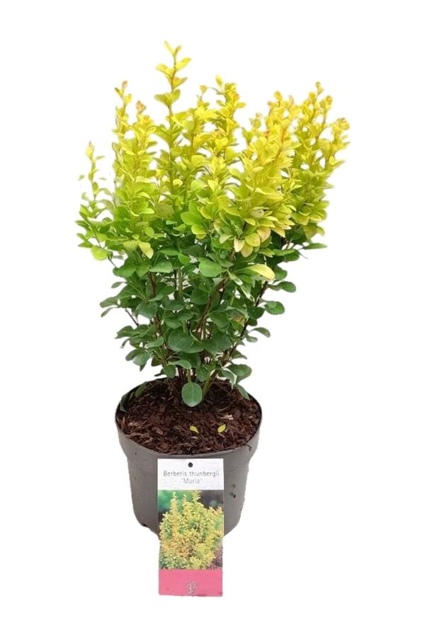 Berberis Fidanı Bodur Cins Sarı Yapraklı ( Berberis Thunbergii Maria ) - 