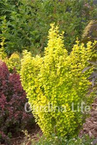 Berberis Fidanı Bodur Cins Sarı Yapraklı ( Berberis Thunbergii Maria ) - 1