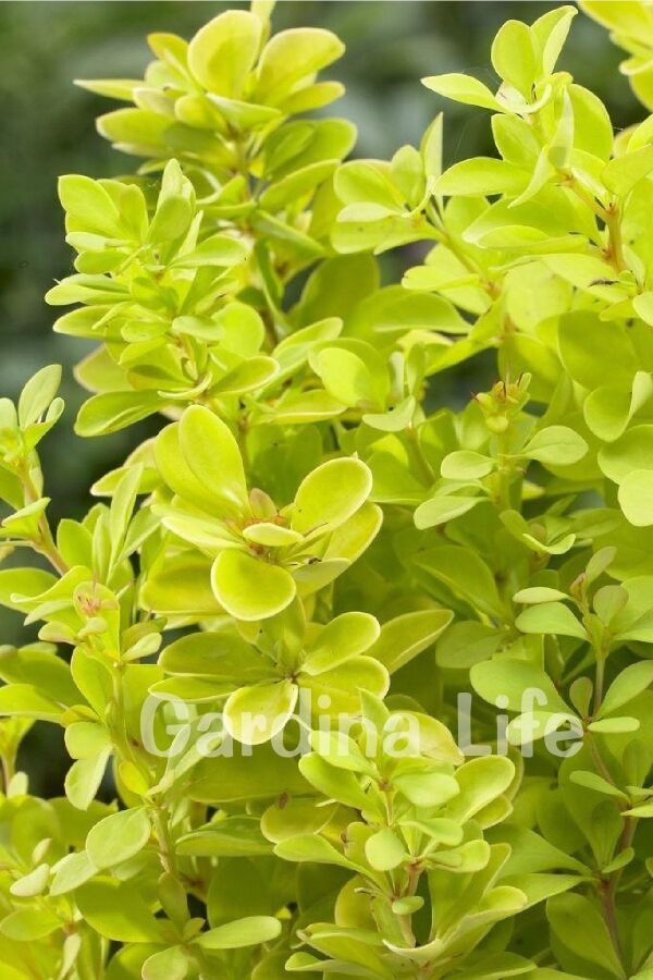 Berberis Fidanı Bodur Cins Sarı Yapraklı ( Berberis Thunbergii Maria ) - 3