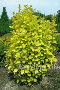 Berberis Fidanı Bodur Cins Sarı Yapraklı ( Berberis Thunbergii Maria ) - 4