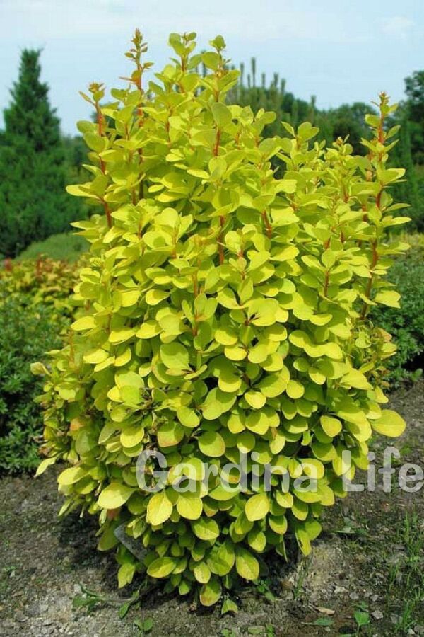 Berberis Fidanı Bodur Cins Sarı Yapraklı ( Berberis Thunbergii Maria ) - 4