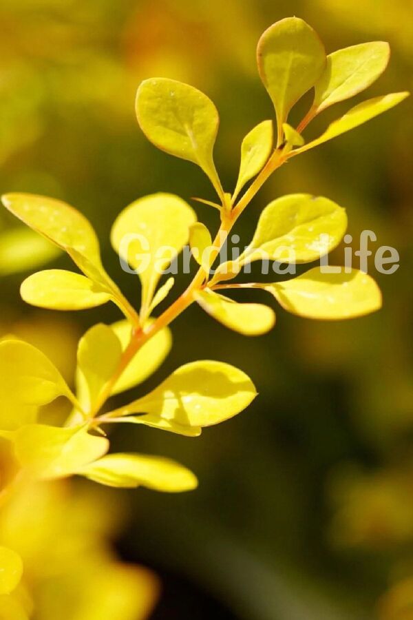 Berberis Fidanı Bodur Cins Sarı Yapraklı ( Berberis Thunbergii Maria ) - 5