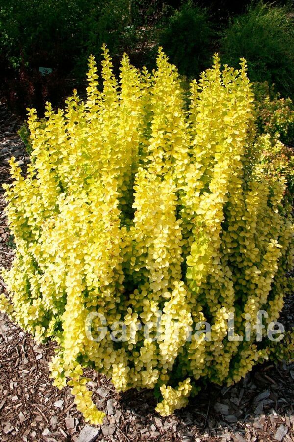 Berberis Fidanı Bodur Cins Sarı Yapraklı ( Berberis Thunbergii Maria ) - 6