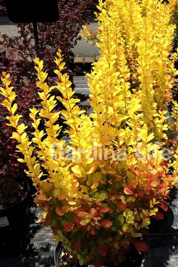 Berberis Fidanı Bodur Cins Sarı Yapraklı ( Berberis Thunbergii Maria ) - 7