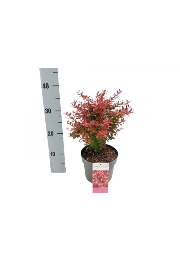 Berberis Fidanı Bodur Cins Yeşil Kenarlı ( Berberis Thunbergii Admiration ) - 