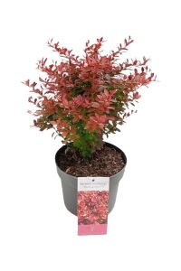 Berberis Fidanı Bodur Cins Yeşil Kenarlı ( Berberis Thunbergii Admiration ) - 1