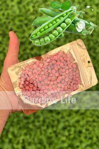 Bezelye Tohumu 100 gram 400 Tohum - 2