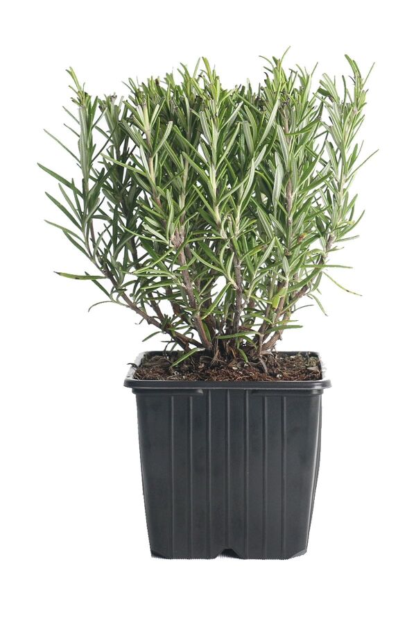 Biberiye Fidanı ( Rosmarinus Officinalis ) 2 Yaş - Gardina