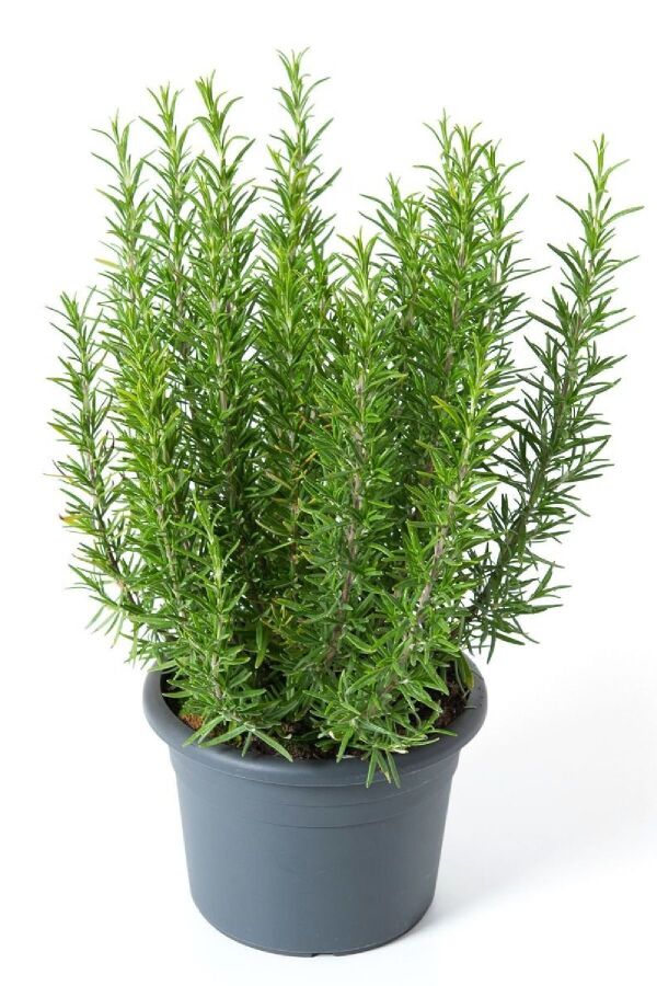 Biberiye Fidesi ( Rosmarinus Officinalis ) Abraxas 1 Adet - Gardina