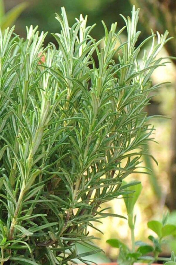 Biberiye Fidesi ( Rosmarinus Officinalis ) Riviera 1 Adet 10 Cm Saksıda - Gardina