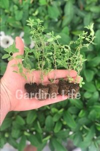 Bilye Kekik Fidesi ( Thymus Vulgaris )  - 1