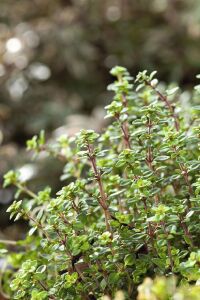 Bilye Kekik Fidesi ( Thymus Vulgaris )  - 2