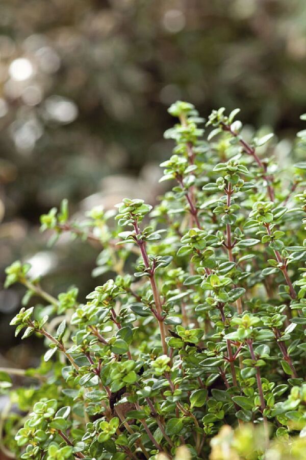 Bilye Kekik Fidesi ( Thymus Vulgaris )  - 2
