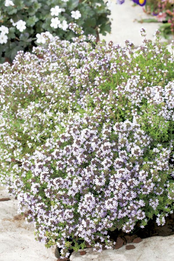 Bilye Kekik Fidesi ( Thymus Vulgaris )  - 4