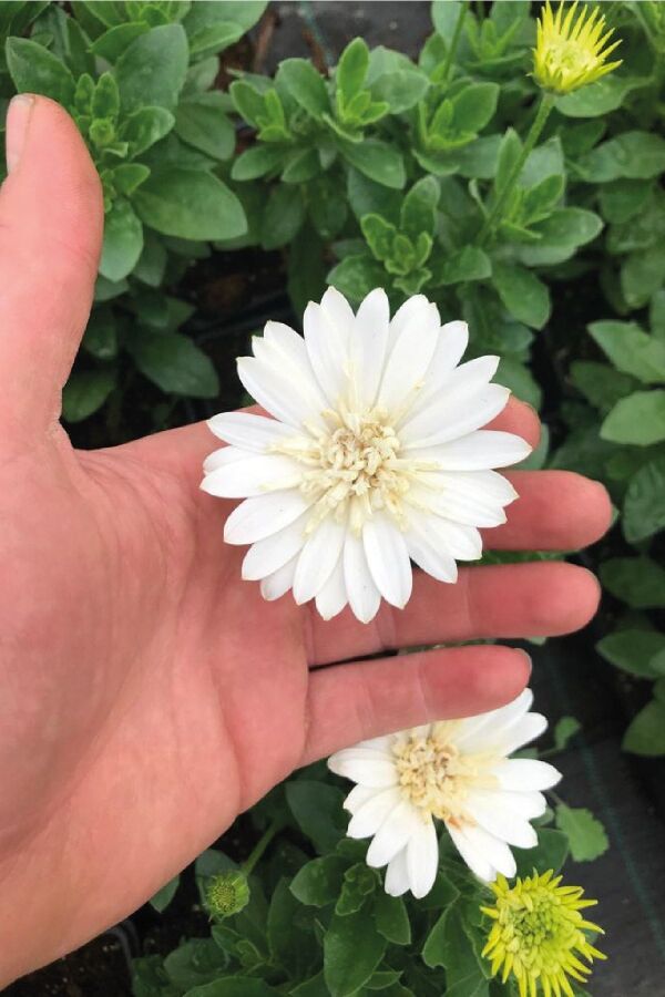 Bodrum Papatya Fidesi Katmerli Giga White 1 Adet ( Osteospermum Double Erato) - 