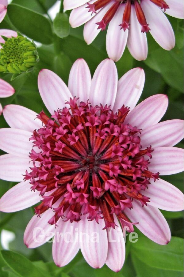 Bodrum Papatya Fidesi Katmerli Rose 1 Adet ( Osteospermum Double Erato) 458687, one size - 