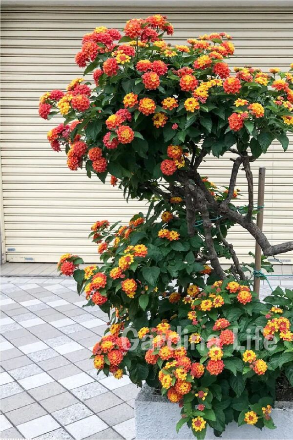 Bodur Ağaç Minesi Fidesi Hot Red ( Lantana Camara ) 1 Adet 10 Cm Saksıda - 