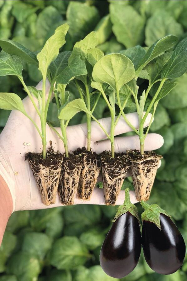 Bostan Patlıcan Fidesi 5 Adet - Gardina