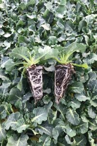 Brokoli Fidesi 10 Adet - 1