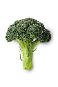 Brokoli Fidesi 10 Adet - 2