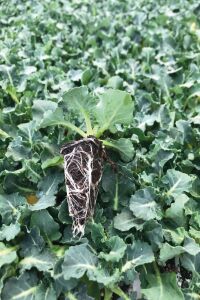 Brokoli Fidesi 10 Adet - 3