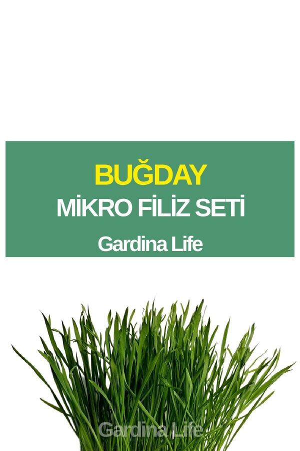 Buğday Çimi Mikro Filiz Seti - 