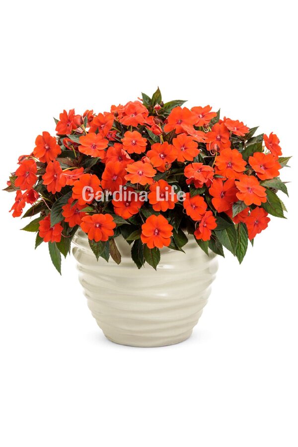 Cam Güzeli  Fidesi ORANGE10 Adet