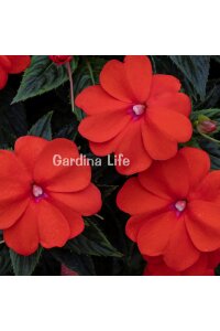 Cam Güzeli  Fidesi ORANGE10 Adet - 4