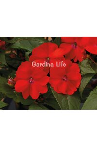 Cam Güzeli  Fidesi RED10 Adet - 4