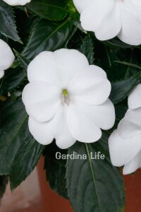 Cam Güzeli  Fidesi WHITE10 Adet - 4