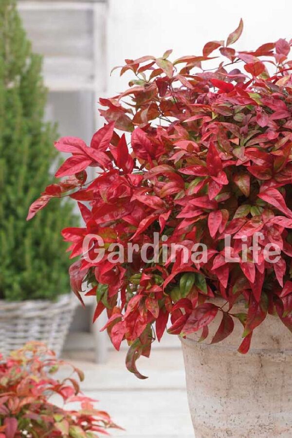 Cennet Bambusu Fidanı Bodur Cins ( Nandina Domestica Blush Pink ) - 