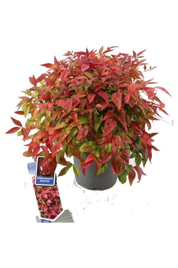 Cennet Bambusu Fidanı Bodur Cins ( Nandina Domestica Blush Pink ) - Gardina